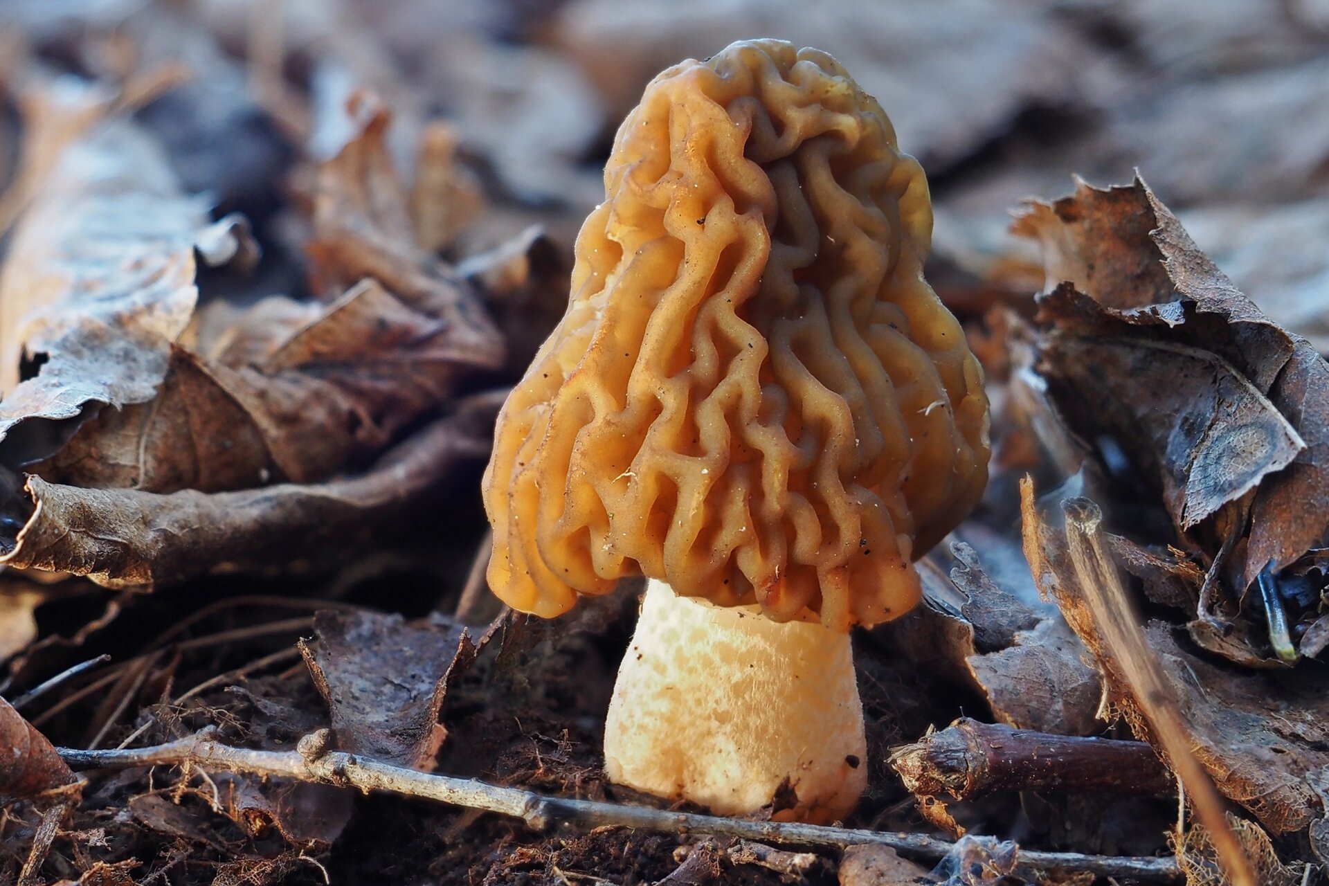 Böhmische  Morchel – Böhmische Verpel (Verpa bohemica)