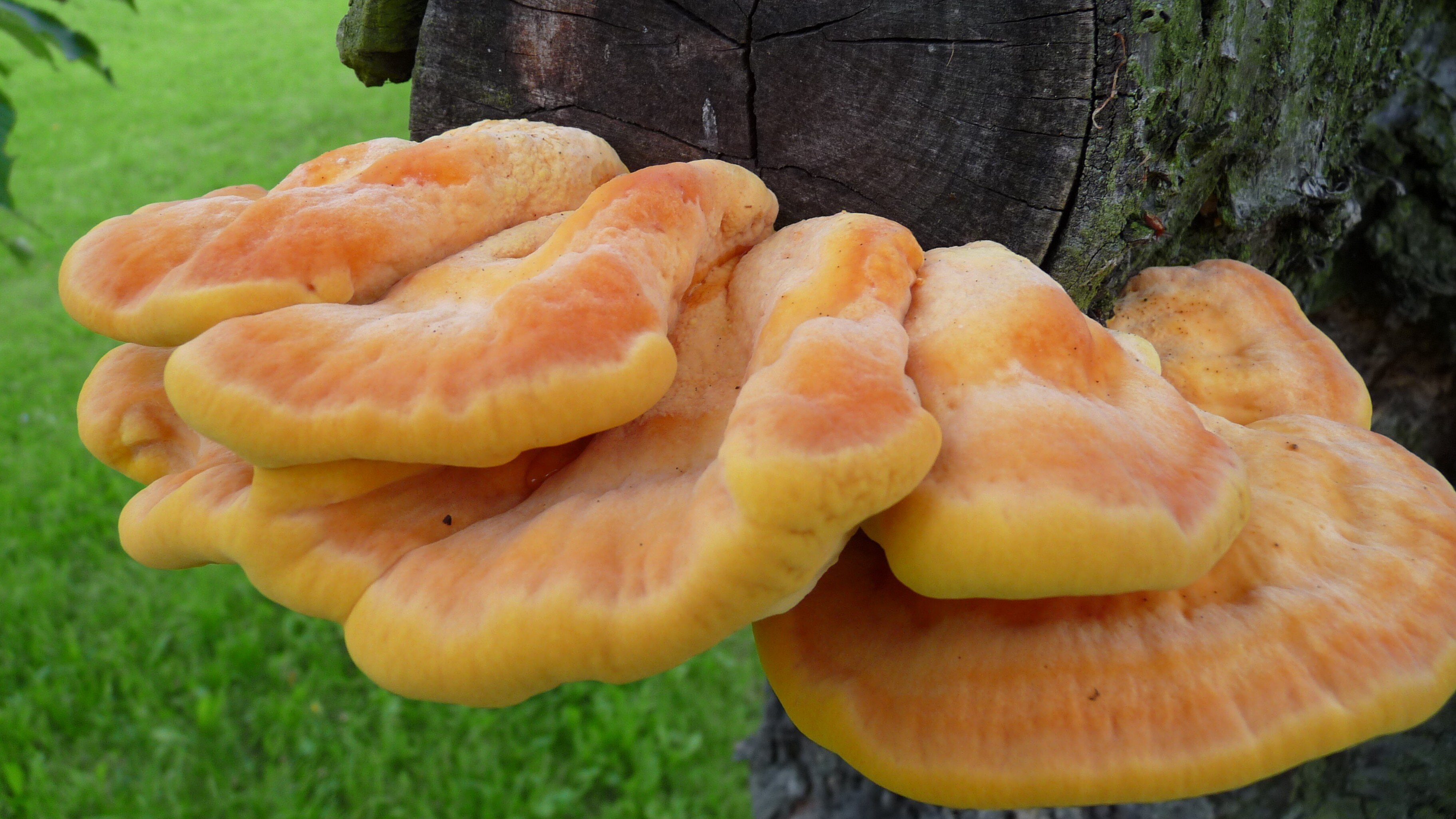 Eierporling, Chicken of the Woods, Schwefelporling