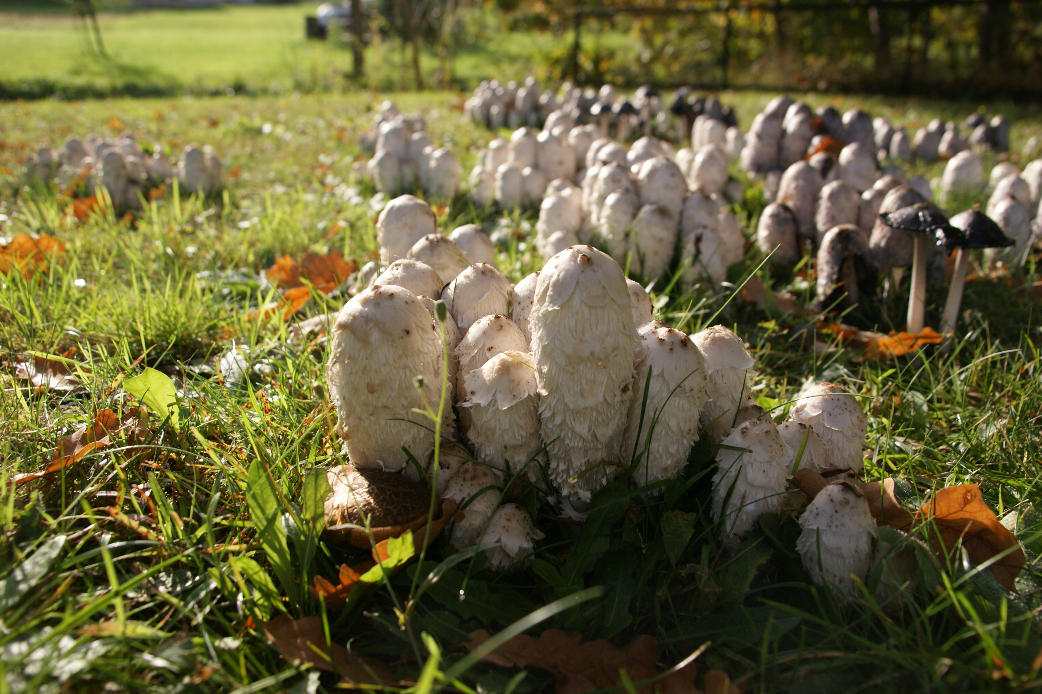 Schopftintling, Spargelpilz