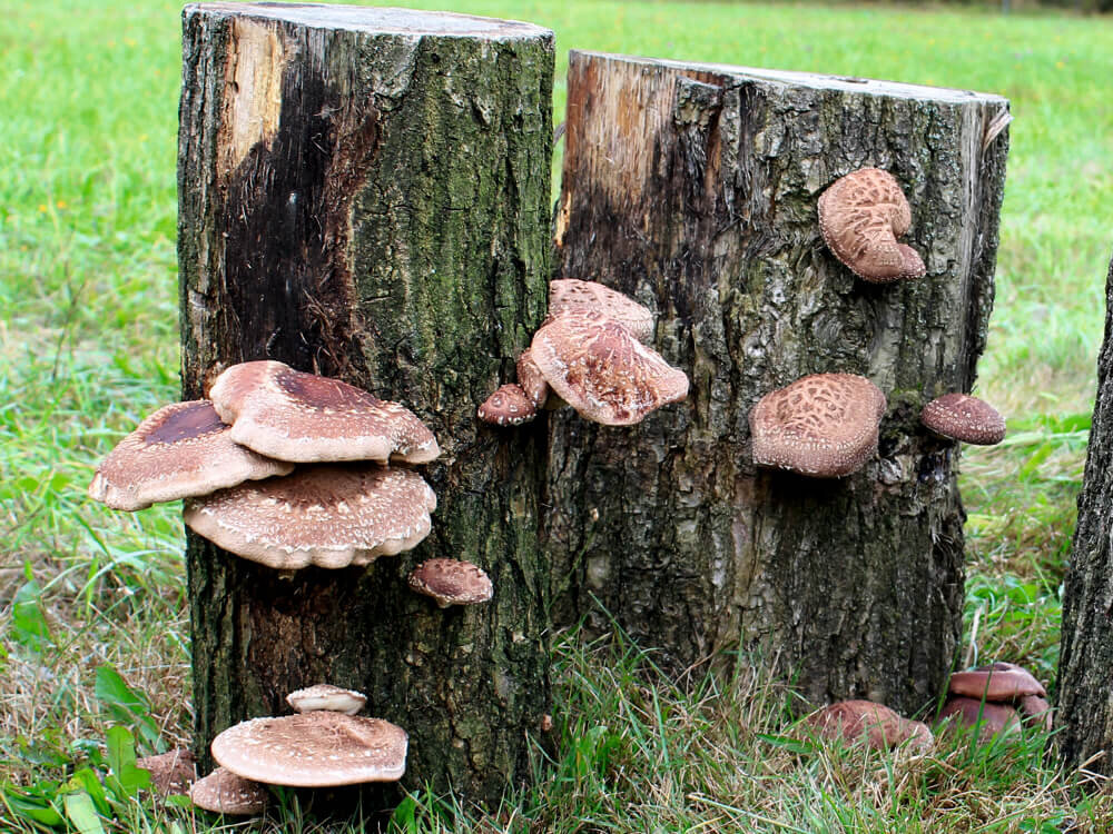 Shiitake-Baumstamm