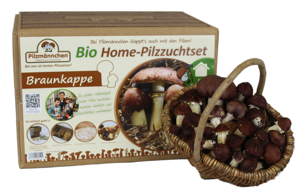 Braunkappen Bio Home-Pilzzuchtset