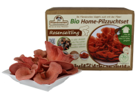 Rosenseitling Bio Home-Pilzzuchtset