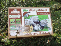 Austernpilz-Bio-Waldpilzbeet