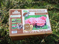 Rosenseitling-Bio-Waldpilzbeet