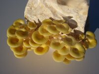Limonenpilz-Bio-Waldpilzbeet