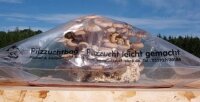 Pilzzuchtbag/ Pilzgewächshaus