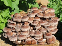 Bio Shiitake Pilzzuchtkultur Kraftpaket -NEUHEIT- ohne Pilzzuchtbag