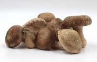 Bio Shiitake Pilzzuchtkultur Kraftpaket -NEUHEIT- ohne Pilzzuchtbag