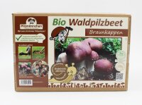 Braunkappen-Bio-Waldpilzbeet