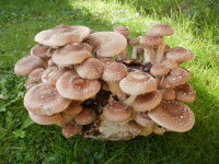 Shiitake-Pilzzuchtkulturen 2x XL, BIO mit Pilzzuchtbag für trockene Räume