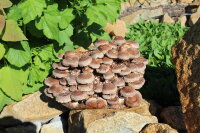 Bio Shiitake Pilzzuchtkultur Kraftpaket -NEUHEIT- mit...