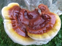 Reishi-Pilzzuchtkultur XXL, BIO mit Pilzzuchtbag für trockene Räume