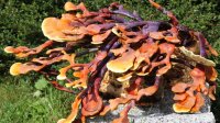 Reishi-Pilzzuchtkultur XXL, BIO mit Pilzzuchtbag für trockene Räume