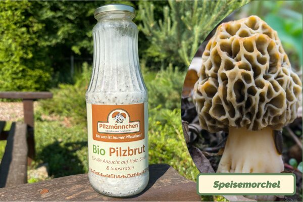 Speise Morchel-Pilzbrut BIO 1 Liter