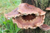 Shiitake-Baumstamm BIO