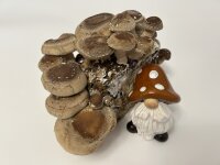 -Pilzmännchens Schnapper- Bio Shiitake-Pilzzuchtzwerg fix & fertig