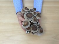 -Pilzmännchens Schnapper- Bio Shiitake-Pilzzuchtzwerg fix & fertig