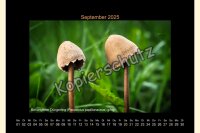 Pilze 2025 Wandkalender, A 4