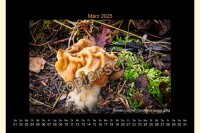 Pilze 2025 Wandkalender, A 4