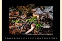 Pilze 2025 Wandkalender, A 4