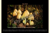 Pilze 2025 Wandkalender, A 4