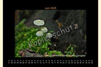 Pilze 2025 Wandkalender, A 4