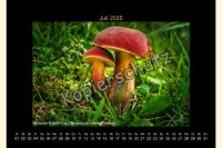 Pilze 2025 Wandkalender, A 4