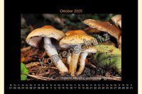 Pilze 2025 Wandkalender, A 3