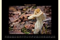 Pilze 2025 Wandkalender, A 3