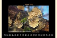 Pilze 2025 Wandkalender, A 3